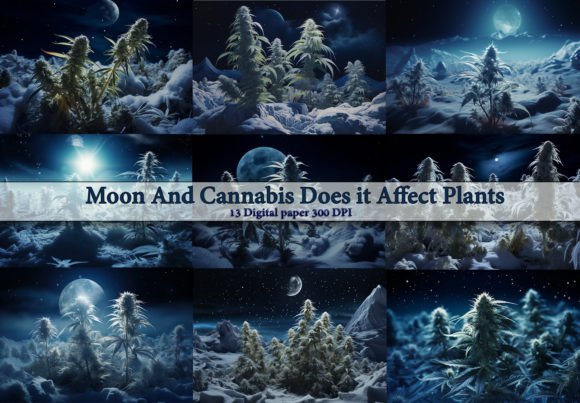 Moon and Cannabis Does It Affect Plants Backgrounds
